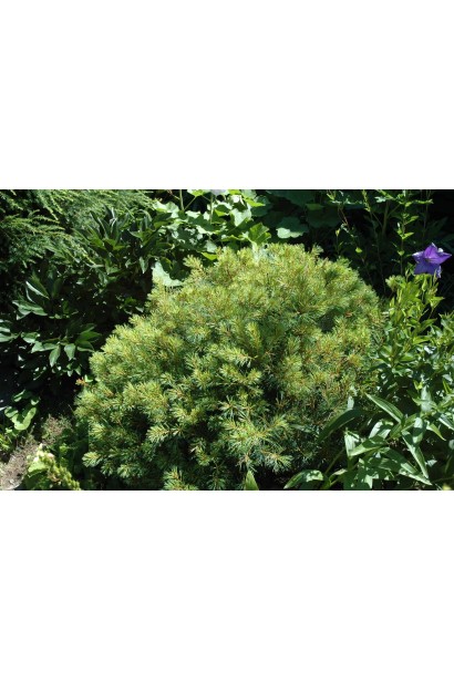 Крупний план блакитної хвої сосни Blue Shag, що передає її текстуру та забарвлення.